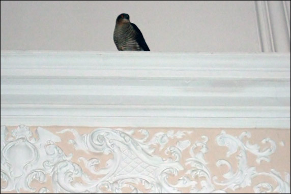Sparrow Hawk in entrance hall