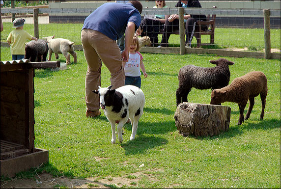 In the lamb &amp goat pen