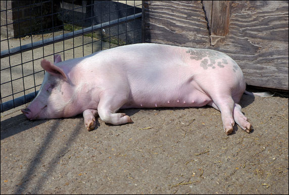 A pig