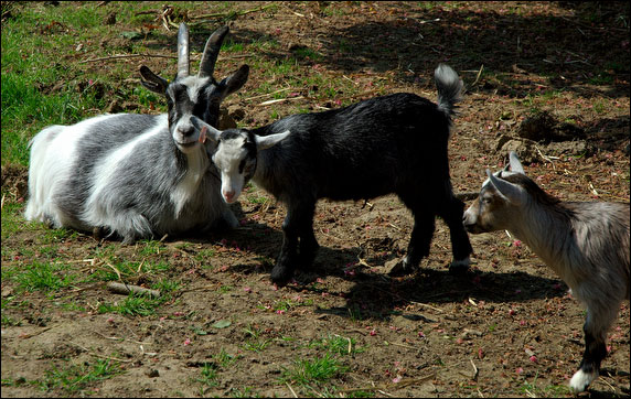 Young goats