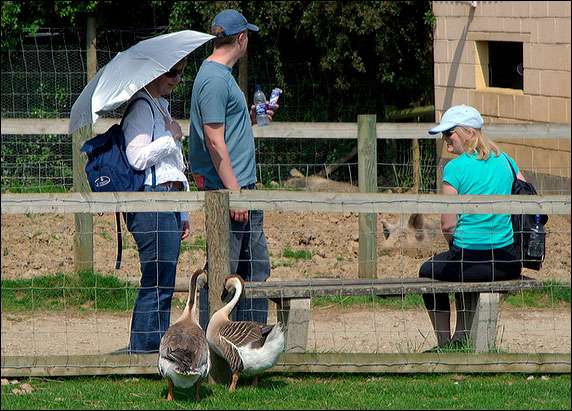 two geese greeting visitors to the sheep pen
