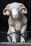 The Company mascot - what is to become of me?